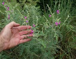 Image result for Tephrosia polystachya