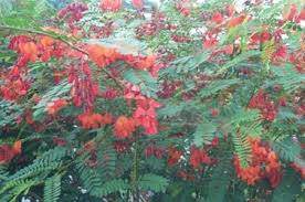 Image result for Sesbania punicea