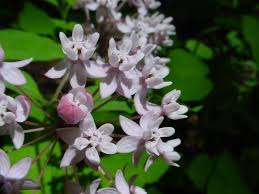 Us Wildflower Fourleaf Milkweed Asclepias Quadrifolia Asclepias Milkweed Wild Plants