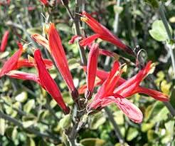 Image result for Justicia phyllostachys