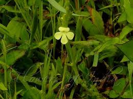 Image result for Striga asiatica