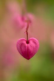 Bleeding Heart Flower Art Print By Jaroslaw Blaminsky Flores Exoticas Corazones Rosas