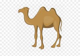 All camels love hump day, and so do most american workers. Cartoon Camel Pictures Two Hump Camel Cartoon Free Transparent Png Clipart Images Download
