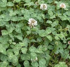 Image result for Trifolium masaiense