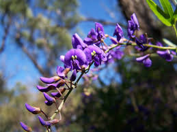 Image result for Hardenbergia