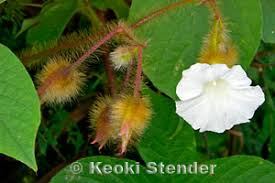 Image result for Merremia aegyptia