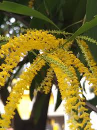Image result for Acacia auriculiformis