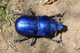 Scarabée bleu à poser ou déco murale, en métal recyclé.