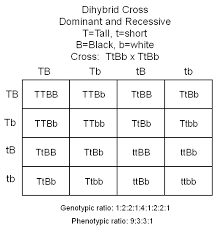The phenotypes and phenotypic ratios of these 16 genotype can be determined by inspection of the diagram above, called a punnet. Punnett Squares Punnett Squares Dihybrid Cross Ap Biology