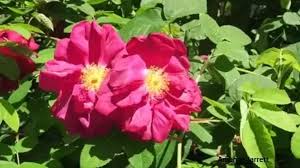 Reine des violettes rose belongs to the old roses (hybrid perpetuals).the following article describes the plant and gives details about its planting & care. Types Of Roses The Garden Website Com