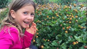 Eating "electric daisy" flowers