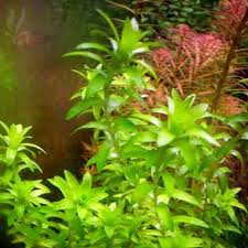 Image result for Limnophila fluviatilis