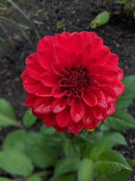 Stover performed by sandy becker & george s. Dahlia Go Go Red First Bloom Of The Year Gardening