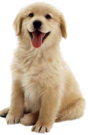 Image result for images dog wags tail