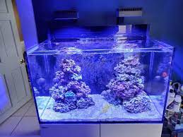 Sps Corals What Am I Doing Wrong Reef2reef Saltwater And Reef Aquarium Forum