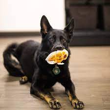 Teaching a dog 'leave it' teaching leave it is not difficult. How To Teach A Dog To Drop It A Foolproof Guide For Stubborn Pups