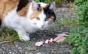Nourrir comme la nature a 9 codes promotionnels actifs. Que Mange Un Chat A L Etat Sauvage