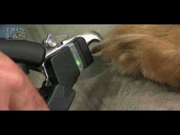 The gopets nail clippers feature a quick sensor safety guard to reduce the risk of cutting too short. Quick Finder Deluxe Drsfostersmith Youtube