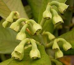 Image result for Synadenium cupulare