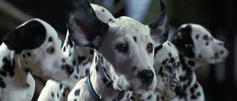 101 dalmatians is the 11th track from netgeer, and is considered by fans as one of the best tracks from the album. The 10 Best Dog Movies Of All Times High On Films