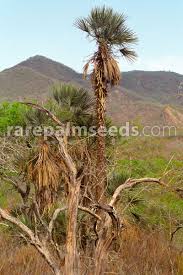 Image result for Triraphis schinzii