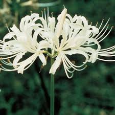 Maybe you would like to learn more about one of these? Lycoris Albiflora White Spider Lily K Van Bourgondien