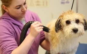 Long distance externships available to finish your training near home. Adult Career And Technical Education Pet Grooming Program