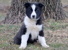 Border Collie Mix Puppies For Sale Puppy Adoption Keystone Puppies