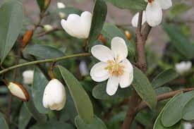 Image result for Mechowia grandiflora