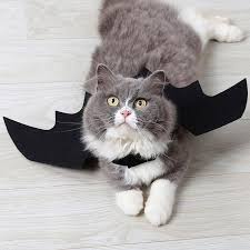 Of course, that's a terrible idea, but look how cute! Cc Halloween Pet Bat Black Wings Cat Dog Bat Costume Buy From 4 On Joom E Commerce Platform
