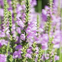 Jun 15, 2017 · used with permission. Physostegia Virginiana Obedient Plant