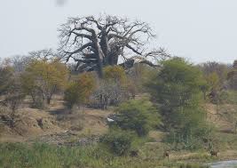 Image result for Agelanthus igneus