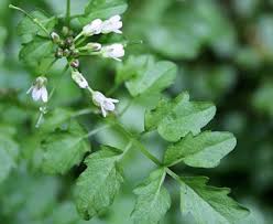 Image result for Cardamine obliqua