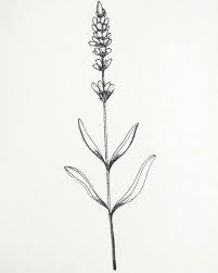Drawn Lavender Black And White 18 Lavender Tattoo Tattoos Flower Drawing
