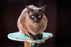 Three Best Indoor Cat Breeds - VetInfo