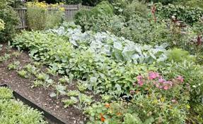 Check spelling or type a new query. Gemusegarten Anlegen Und Planen Mein Schoner Garten