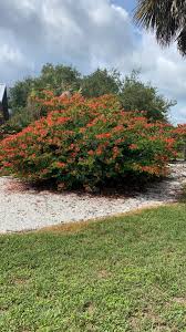 Image result for Bauhinia galpinii