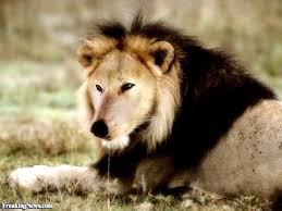 Hybrid Of A Wolf And Lion Lion Pictures Lion Wolf Hybrid