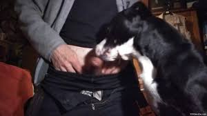 Clothed man lets the dog lick his penis on cam