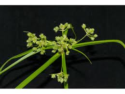 Image result for Cyperus pseudoleptocladus