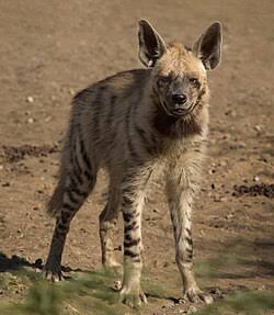 Striped hyena - Wikipedia