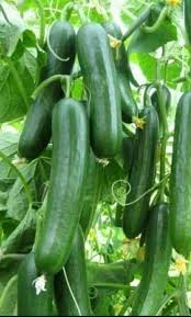 Timun Cucumber Greenhouse Plants Garden Green Gardening Flowers Seedling Vegetables Cucumber Fruit Garden Vegetable Pictures Vegetables