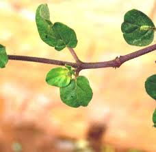 Image result for Boerhavia coccinea