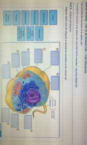Maybe you would like to learn more about one of these? Drag The Labels Onto The Diagram To Identify The Structures Of An Animal Cell Wiring Site Resource
