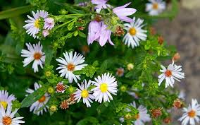Purple lavender flower, lavender herb rosemary common sage, lavender and rosemary isolated on white, purple, white, leaf png. White Flowers And Green Leaves Daisies Flowers Bells Herbs Spring Hd Wallpaper Wallpaperbetter