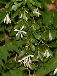Image result for Turraea obtusifolia