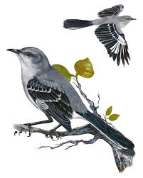 Northern Mockingbird Brown Bird With White Stripes On Wings And Tail Northern Mockingbird Portrait Whatbird Com Birds Tattoo Mockingbird Tattoo Mocking Birds