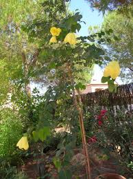 Image result for Bauhinia tomentosa