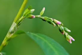 Image result for Persicaria barbata