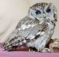 Western Screech Owl Facts Habitat Diet Life Cycle Baby Pictures